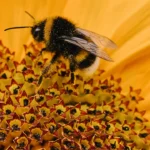 Deadly Bee Attack in Rajasthan
