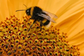 Deadly Bee Attack in Rajasthan