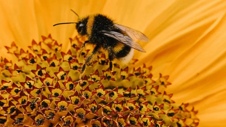 Deadly Bee Attack in Rajasthan