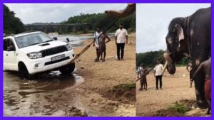 Elephant pulls over 2000 Kg SUV from river