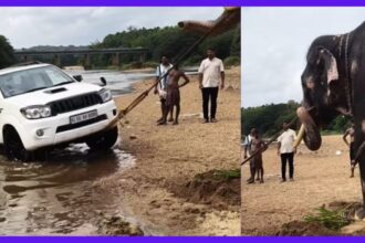 Elephant pulls over 2000 Kg SUV from river