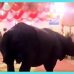 Rhino attends wedding ceremony
