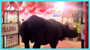 Rhino attends wedding ceremony