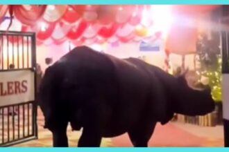 Rhino attends wedding ceremony