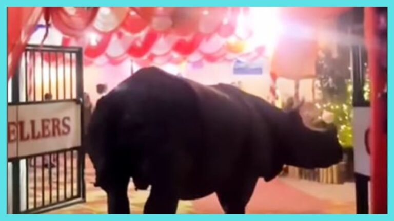 Rhino attends wedding ceremony