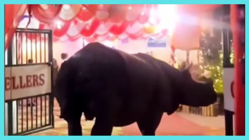 Rhino attends wedding ceremony